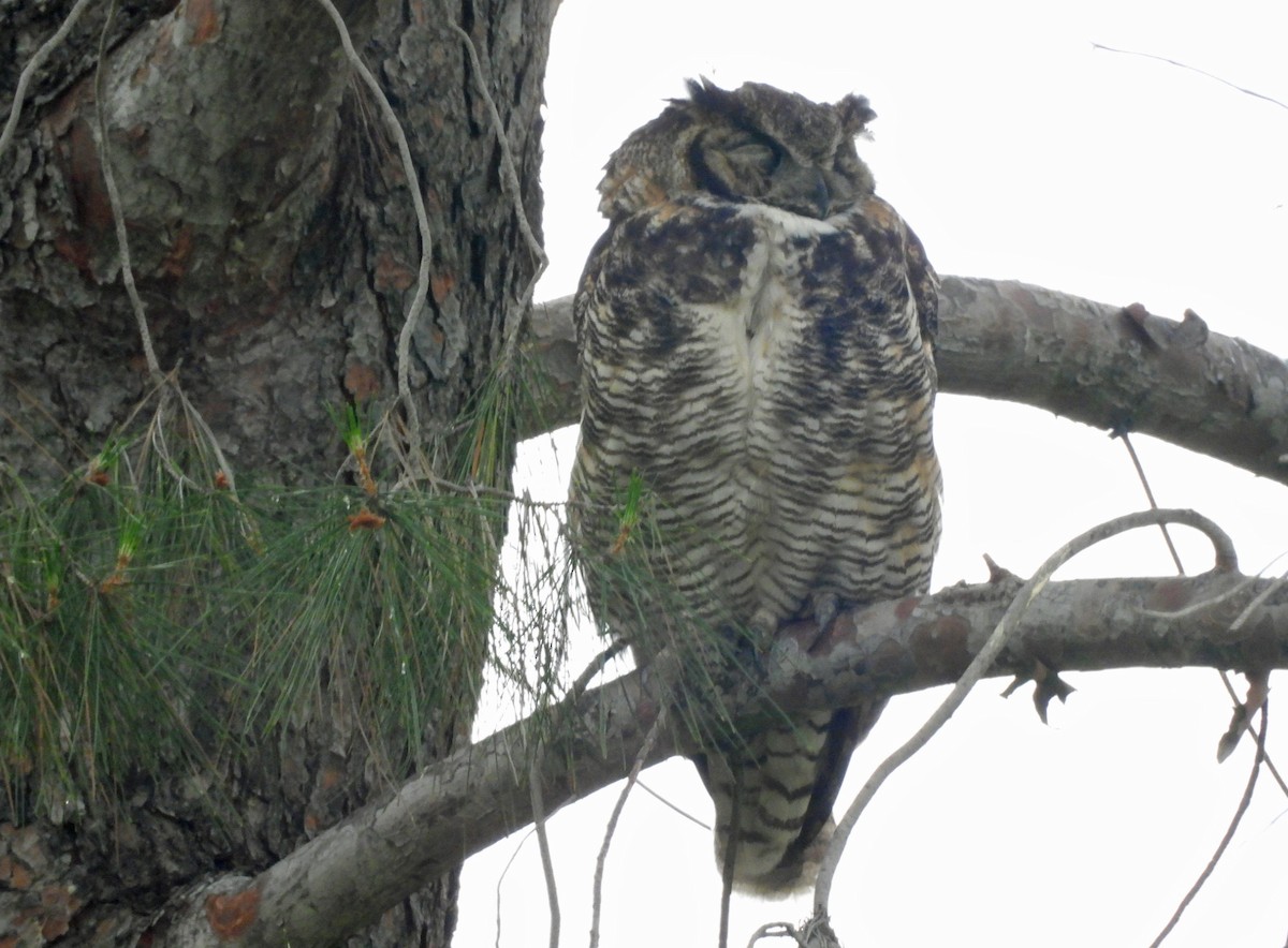 Great Horned Owl - ML619788025