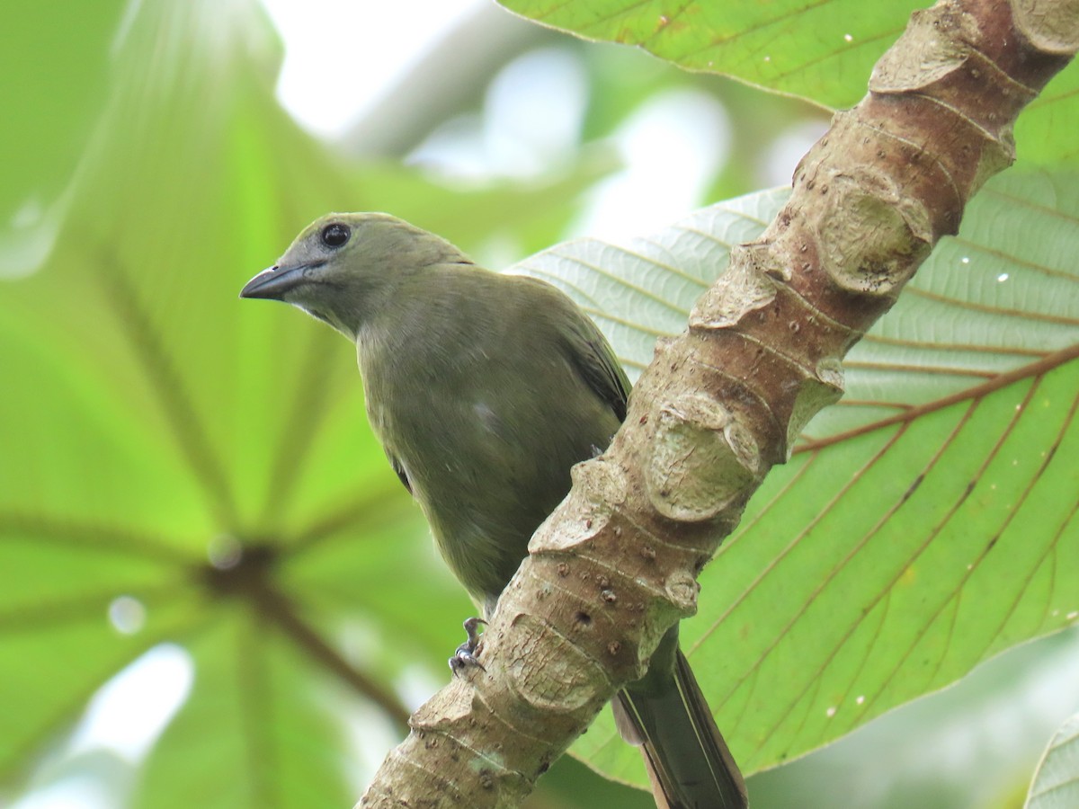 Palm Tanager - ML619788048