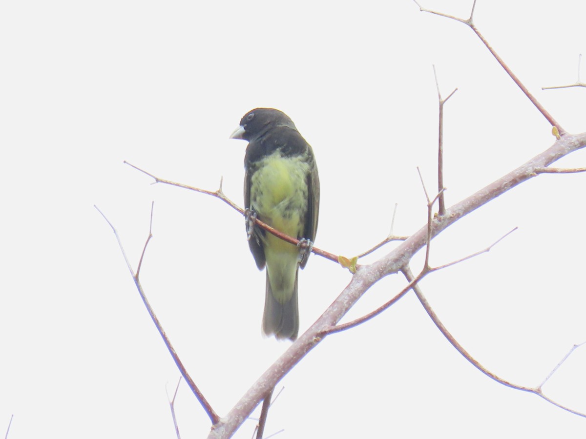 Yellow-bellied Seedeater - ML619788080