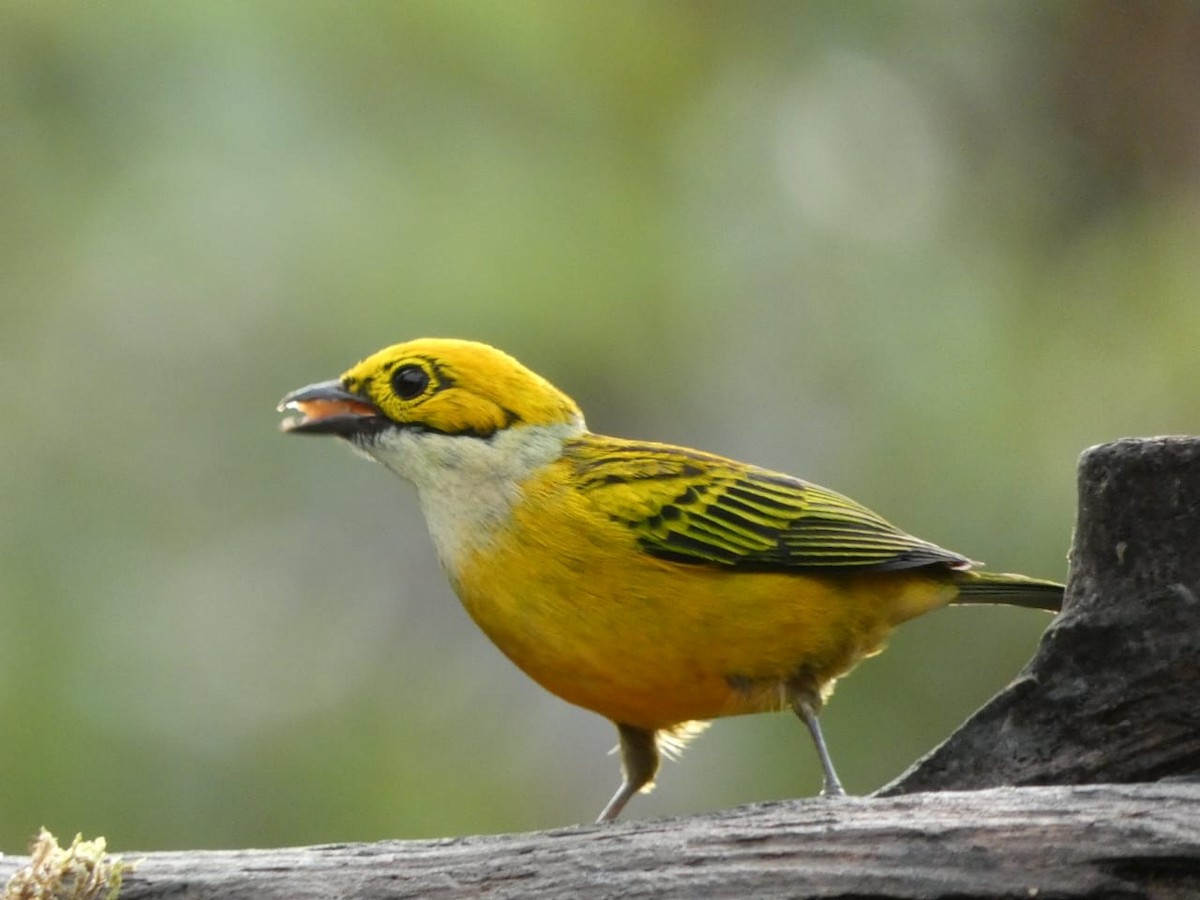 Silver-throated Tanager - ML619788085