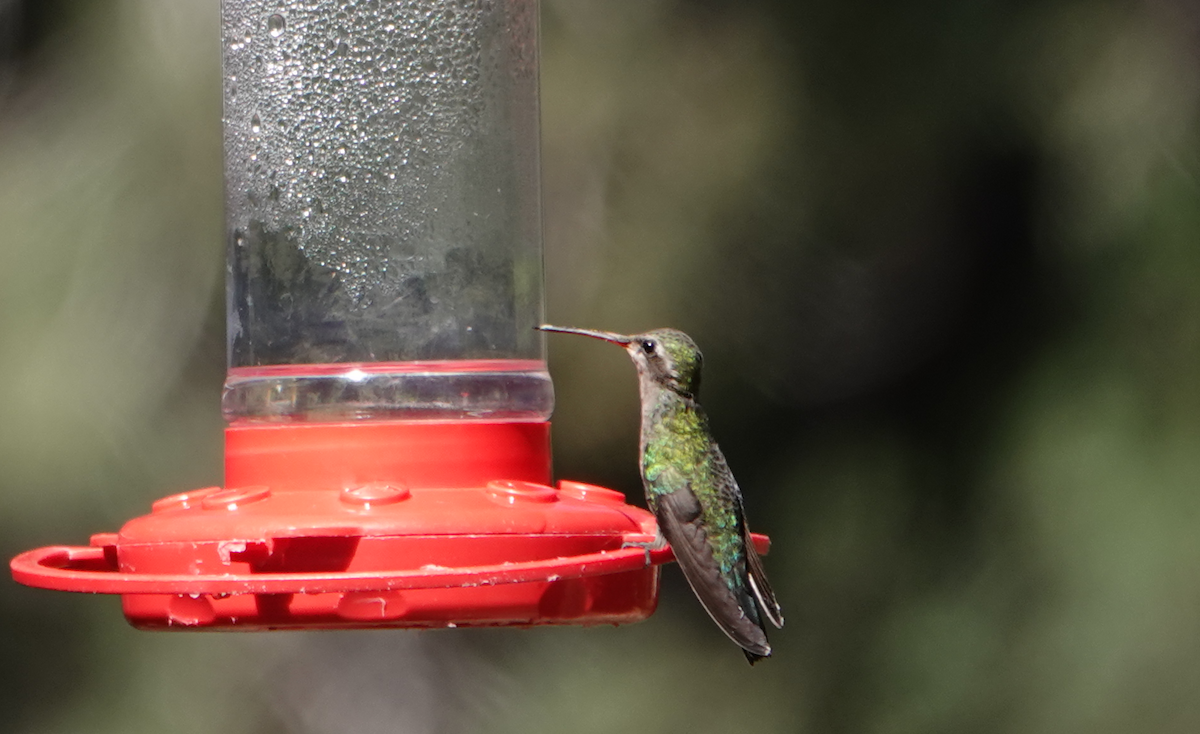 Broad-billed Hummingbird - ML619788086