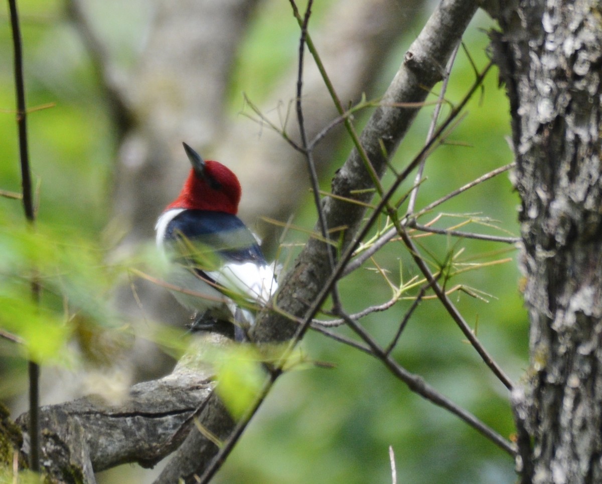 Red-headed Woodpecker - ML619788137