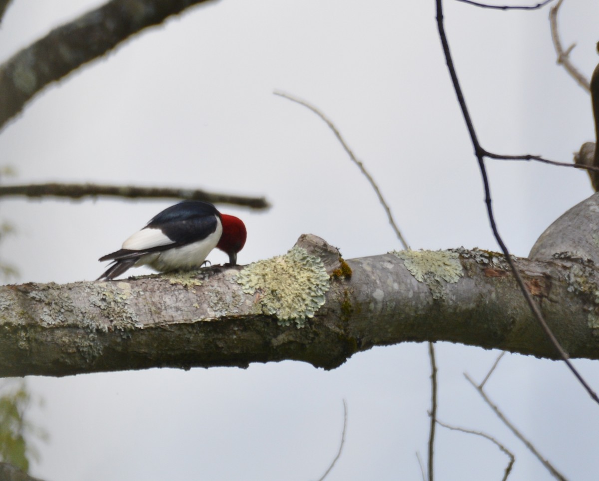 Red-headed Woodpecker - ML619788139