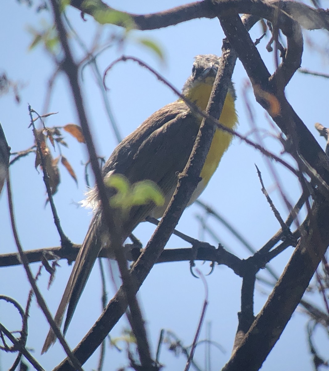 Yellow-breasted Chat - ML619788199