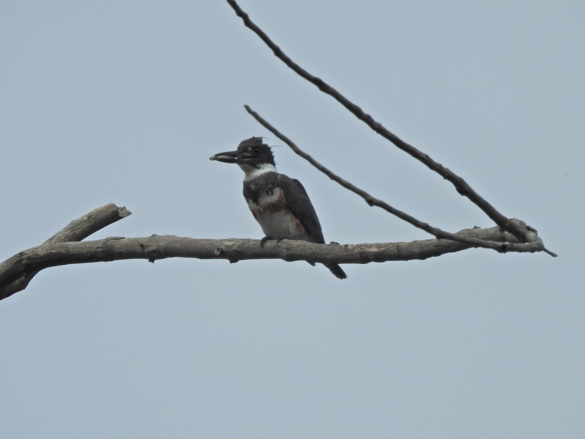 Belted Kingfisher - ML619788205