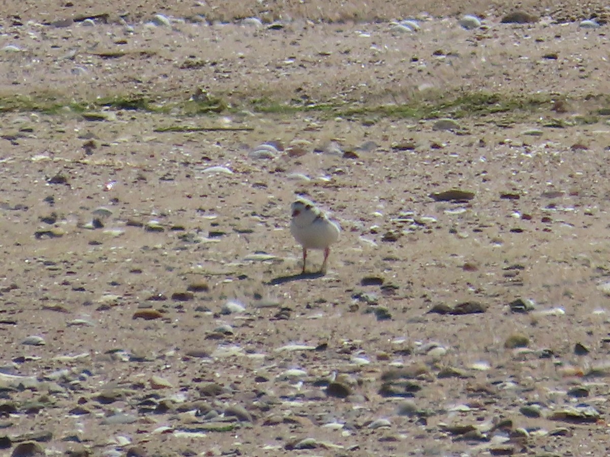 Piping Plover - ML619788208