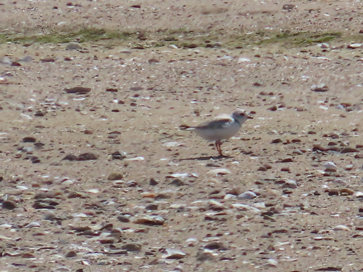 Piping Plover - ML619788209