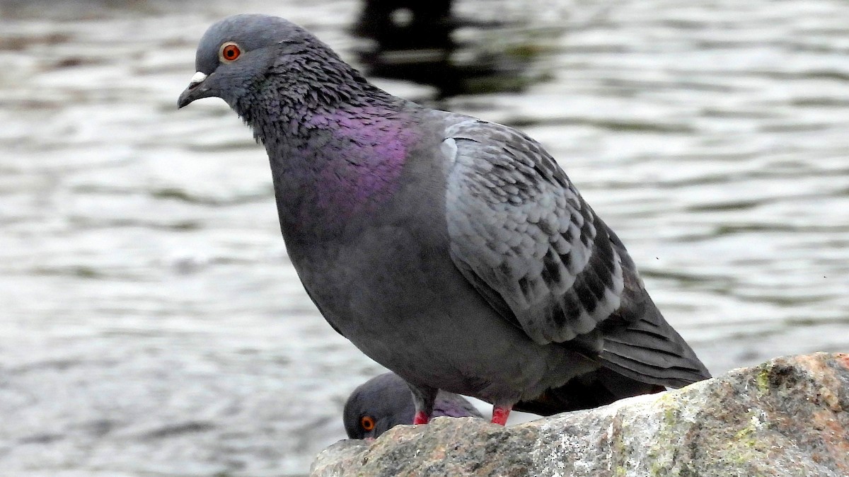 Pigeon biset (forme domestique) - ML619788279
