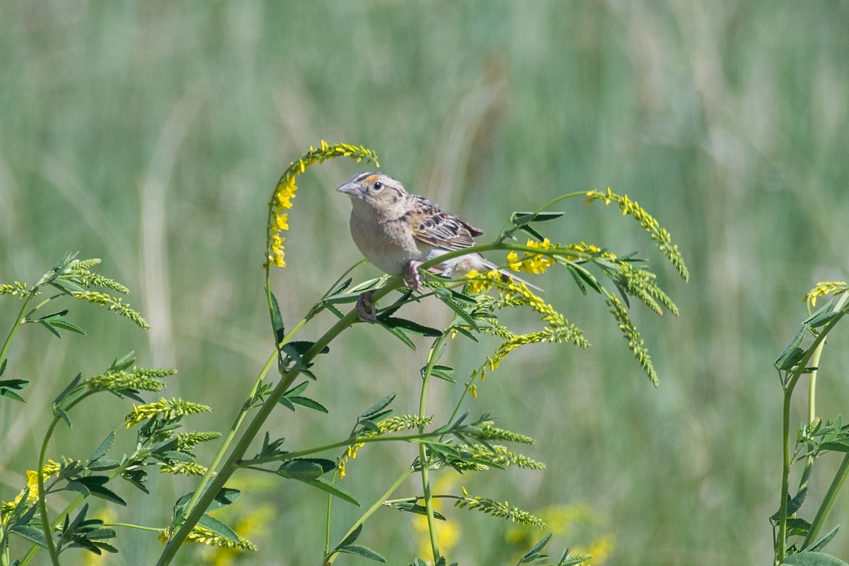 Grasshopper Sparrow - ML619788289