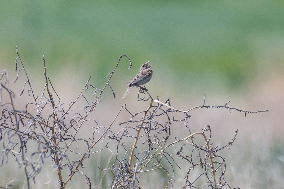Grasshopper Sparrow - ML619788290