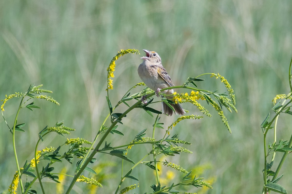 Grasshopper Sparrow - ML619788291