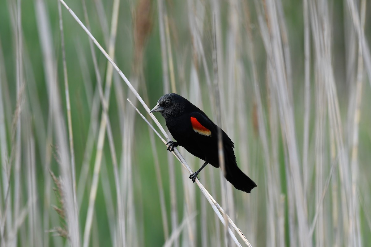 Red-winged Blackbird - ML619788320