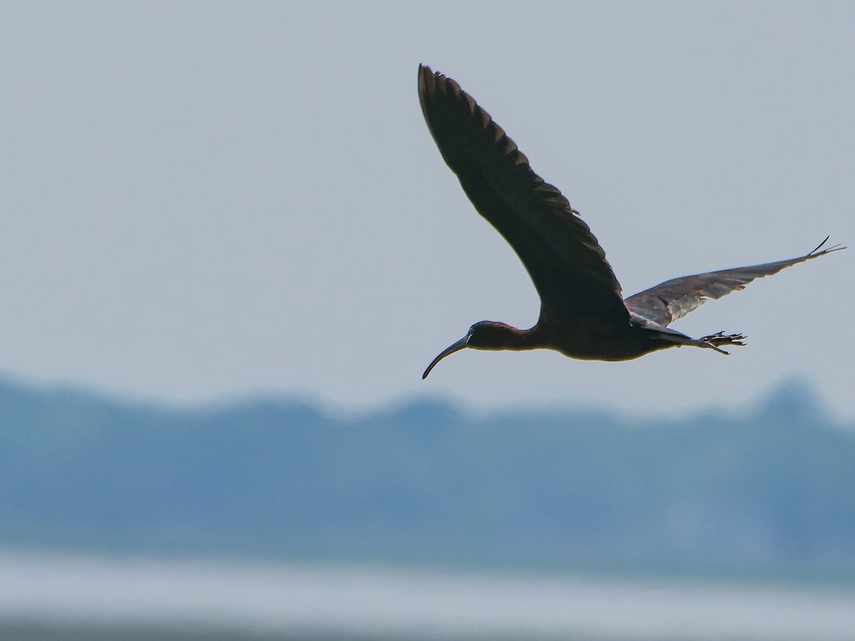 ibis hnědý - ML619788350