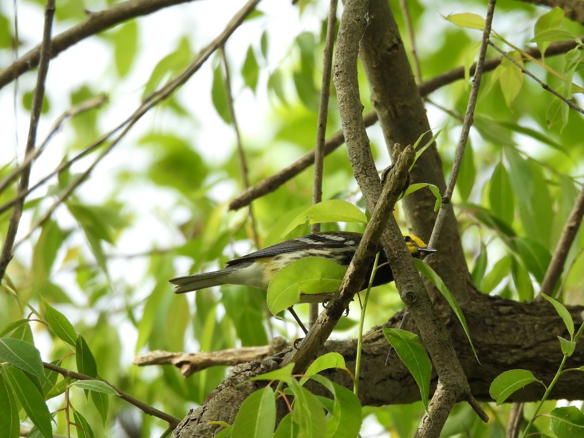 Black-throated Green Warbler - ML619788362