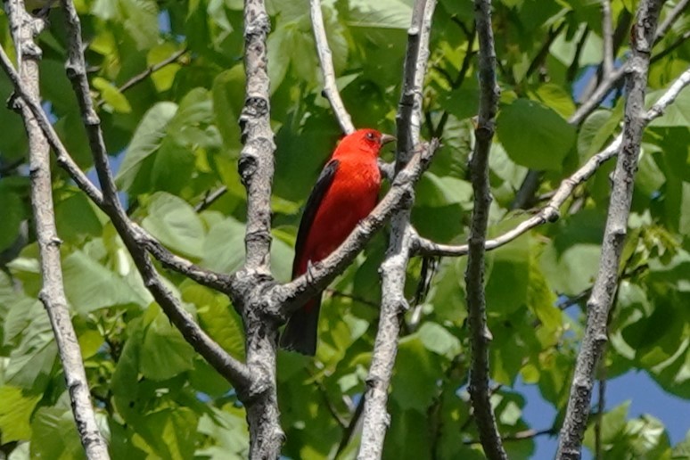 Scarlet Tanager - ML619788483