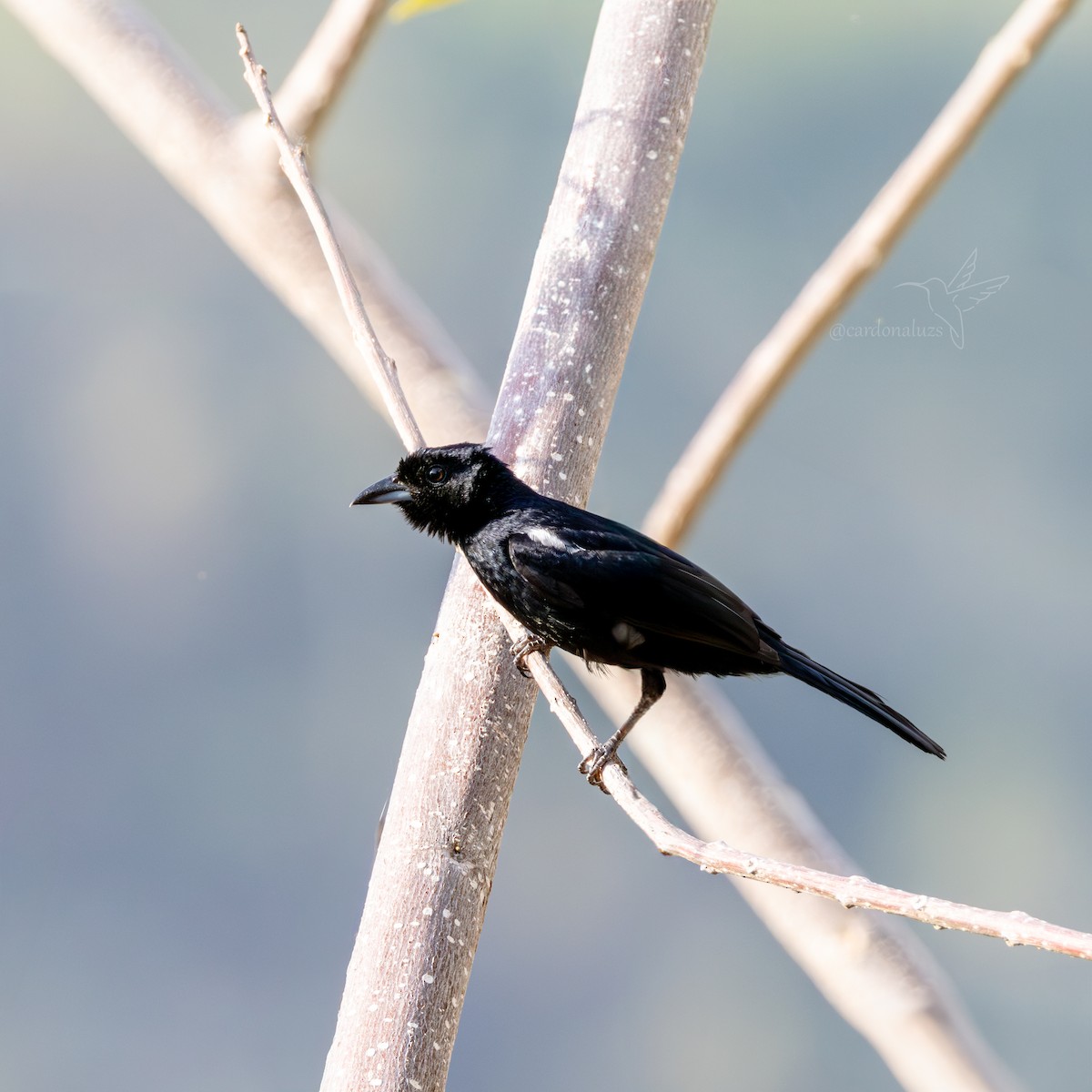 White-lined Tanager - ML619788524