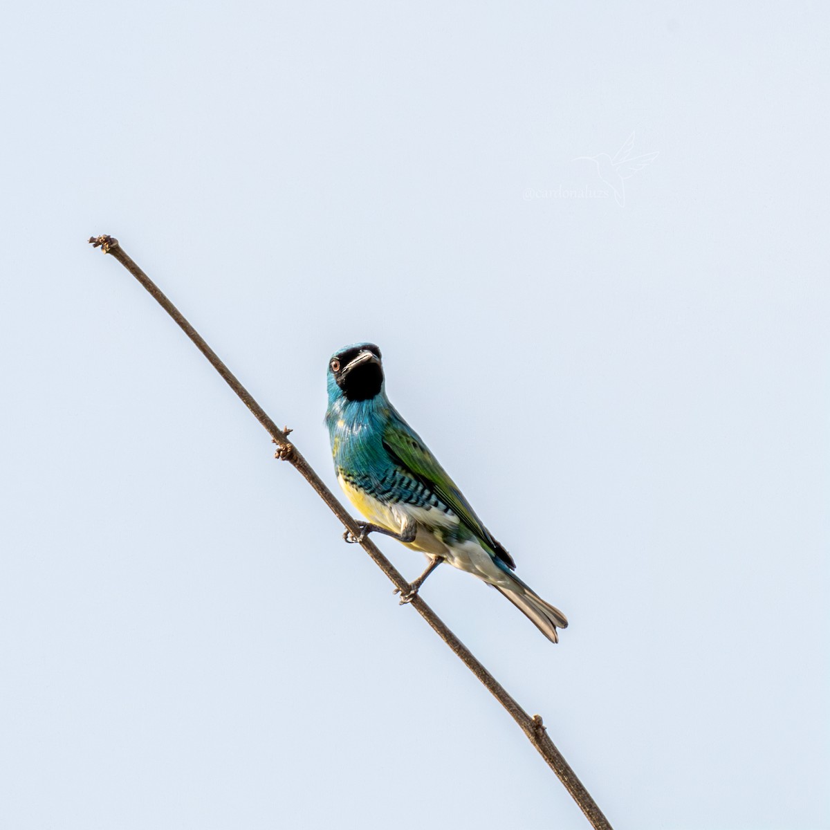 Swallow Tanager - ML619788575