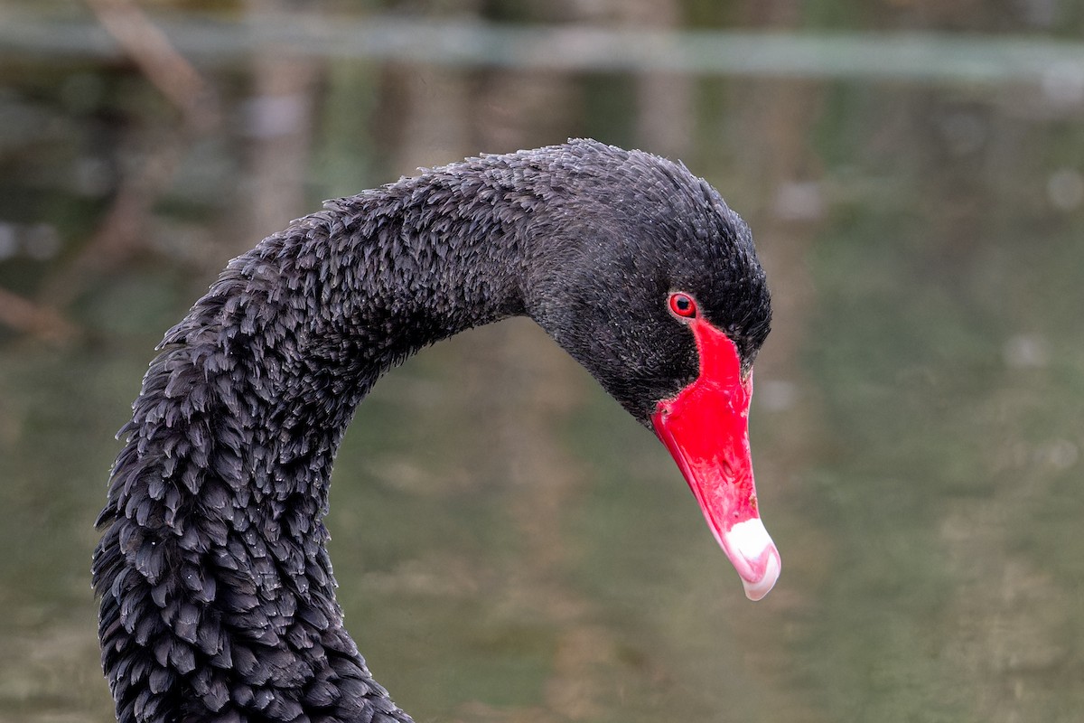 eBird Checklist - 30 May 2024 - Stamford Park Wetlands - 24 species