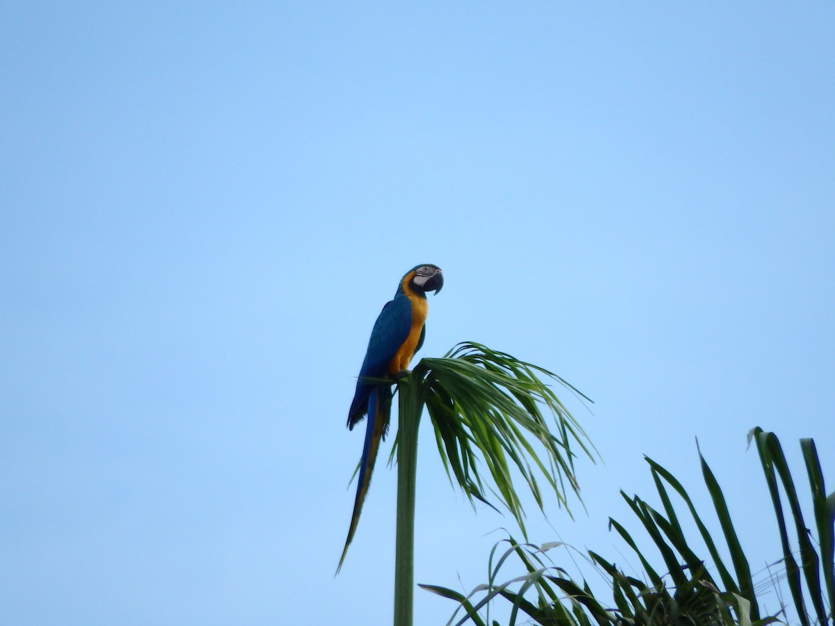 Blue-and-yellow Macaw - ML619788678