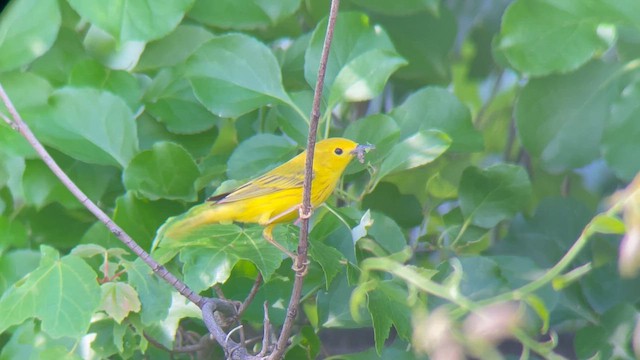 Yellow Warbler (Northern) - ML619788764
