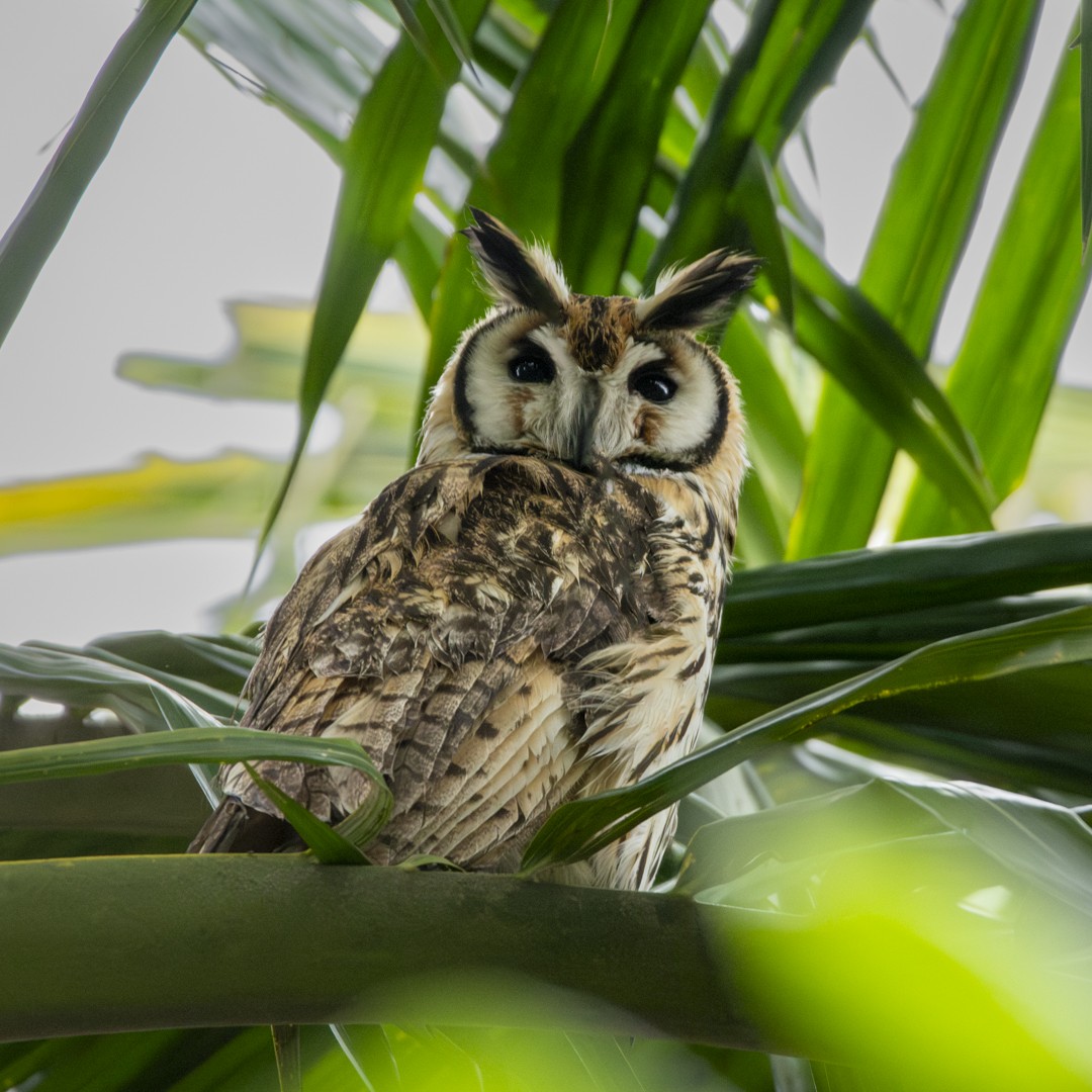 Striped Owl - ML619788784