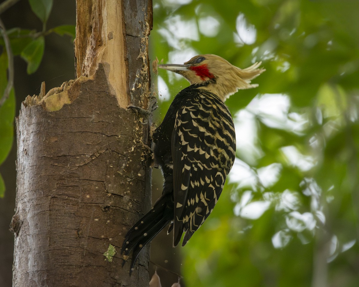 Blond-crested Woodpecker - ML619788801