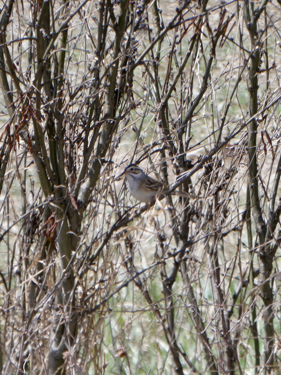 Clay-colored Sparrow - ML619788824