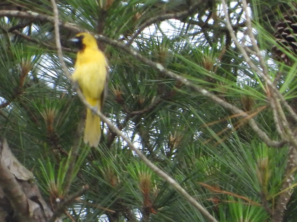 Orchard Oriole - ML619788835