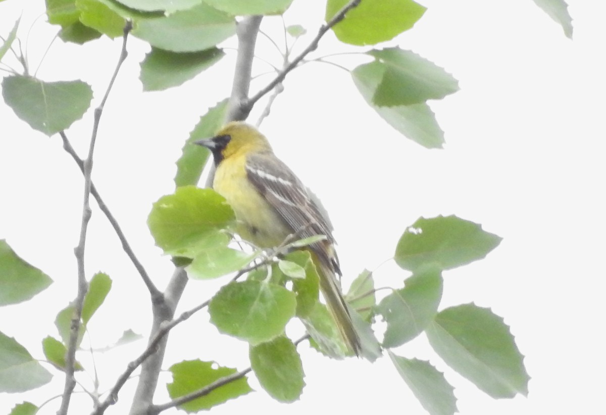 Orchard Oriole - ML619788855