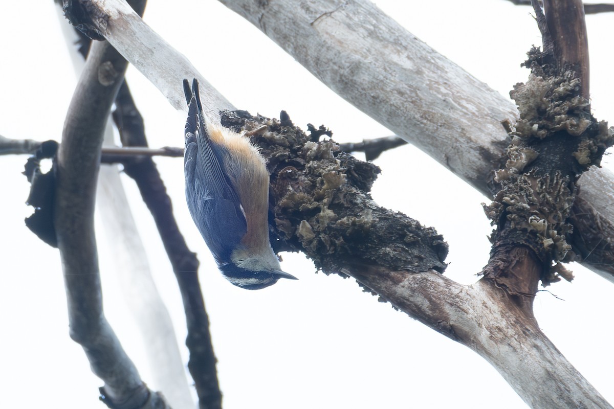 Red-breasted Nuthatch - ML619788859
