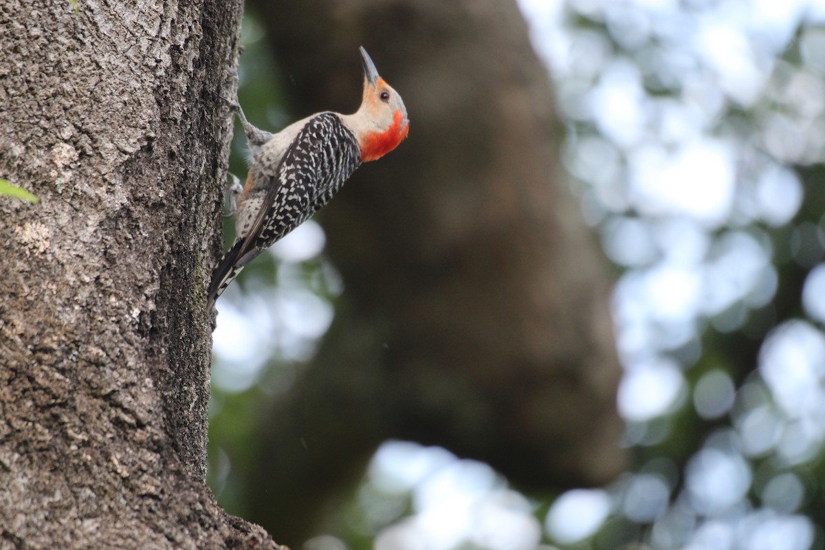 Red-bellied Woodpecker - ML619788941