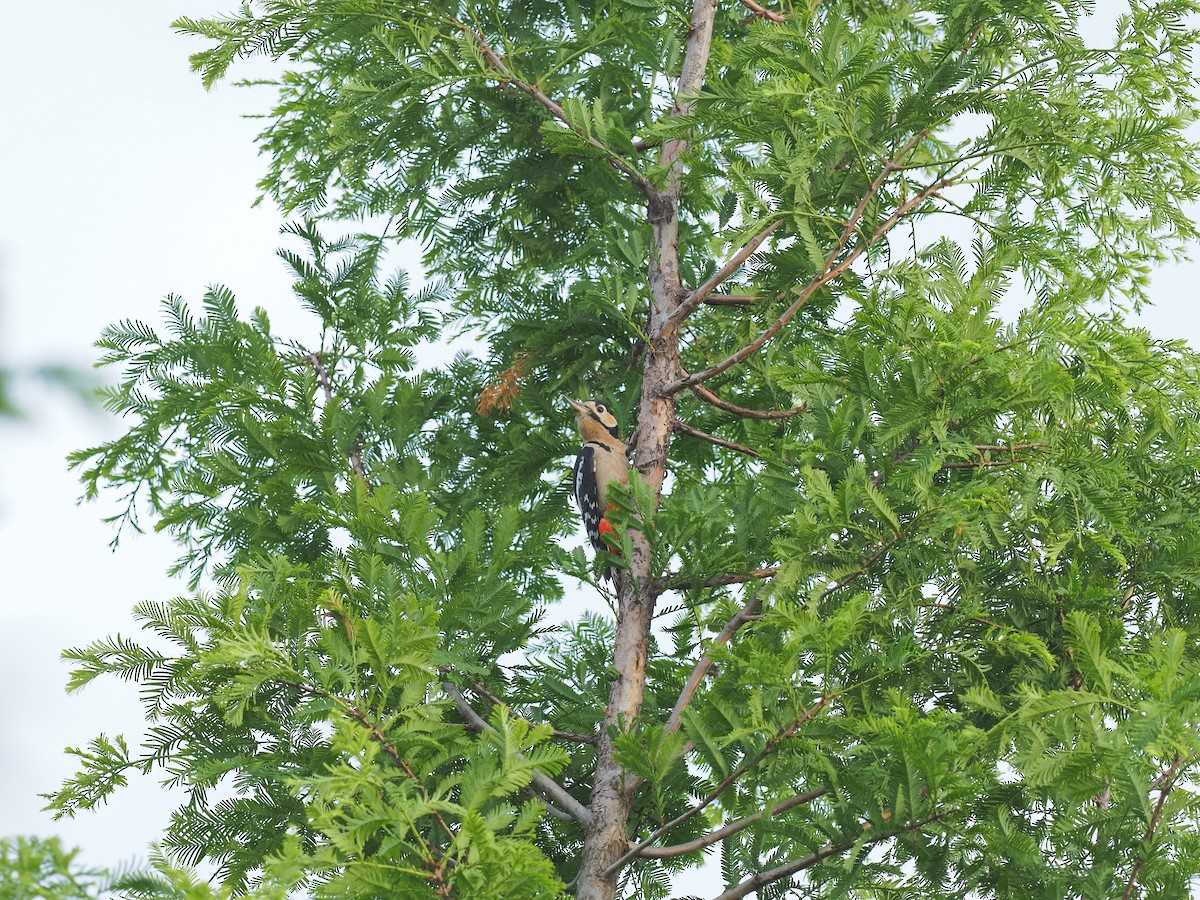 Great Spotted Woodpecker - ML619788987