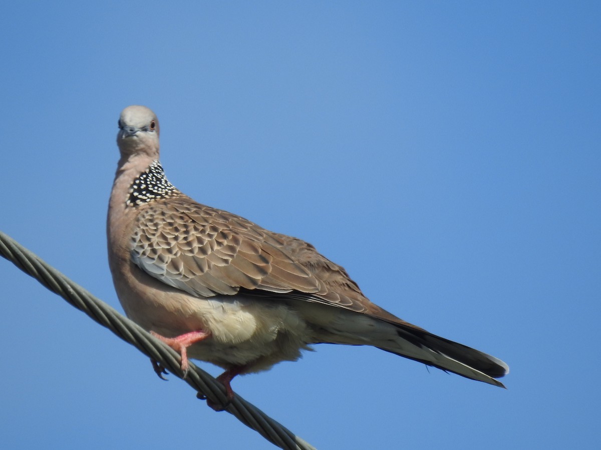 Spotted Dove - ML619789025