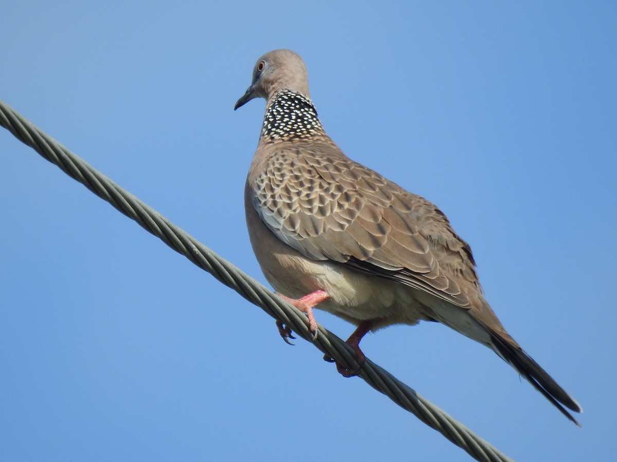Spotted Dove - ML619789029