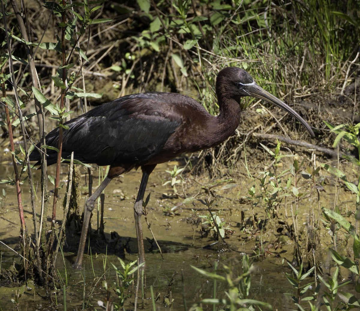 ibis hnědý - ML619789032
