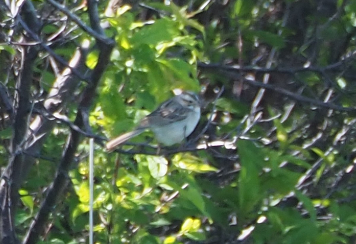 Clay-colored Sparrow - ML619789084