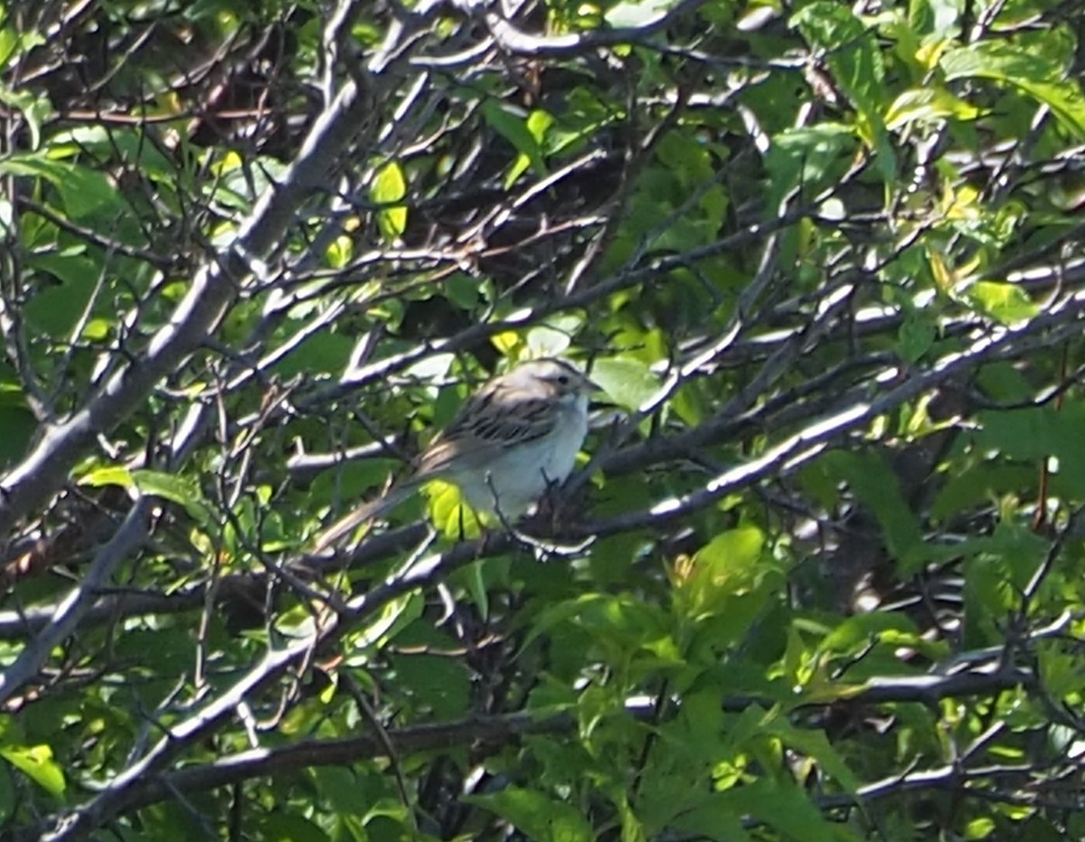 Clay-colored Sparrow - ML619789086