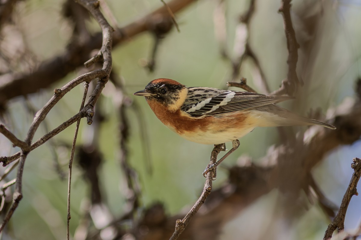 Bay-breasted Warbler - ML619789110