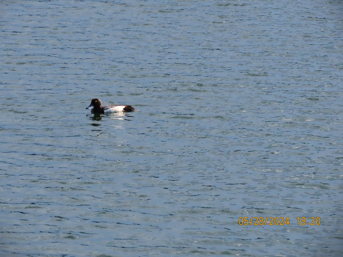 Greater Scaup - ML619789263