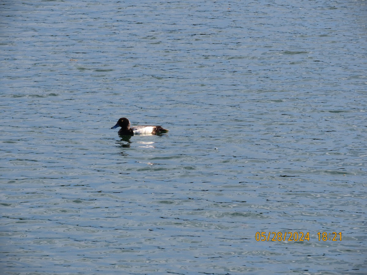 Greater Scaup - ML619789264