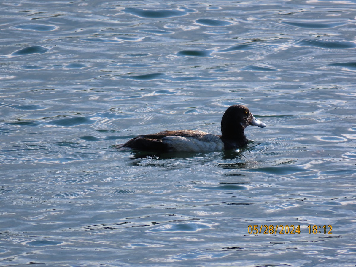 Greater Scaup - ML619789265