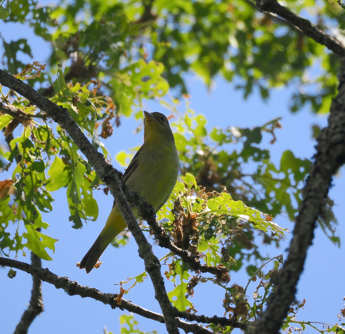 Western Tanager - ML619789271