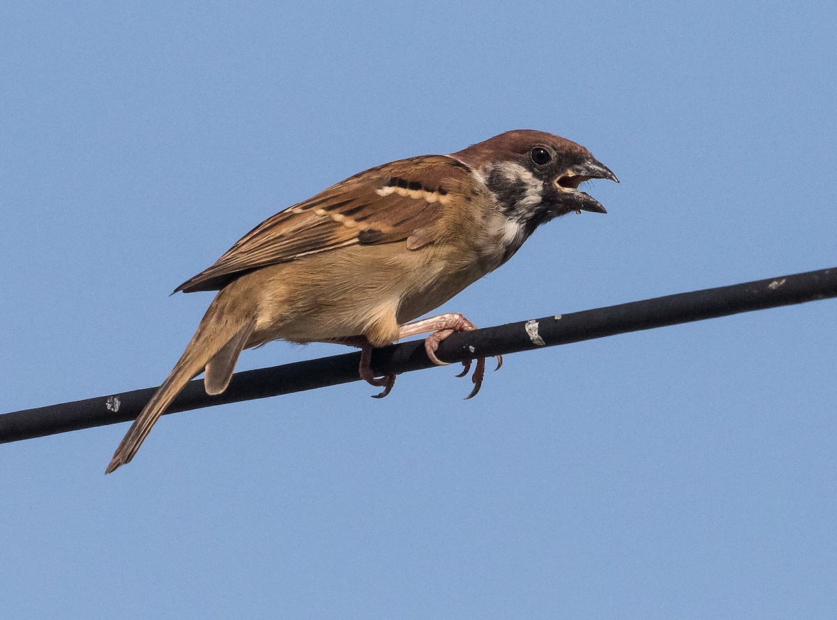 Eurasian Tree Sparrow - ML619789329