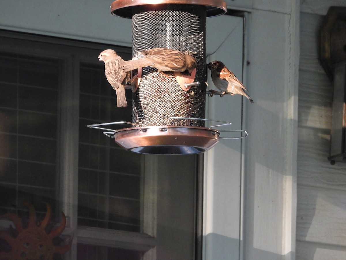 House Sparrow - ML619789514