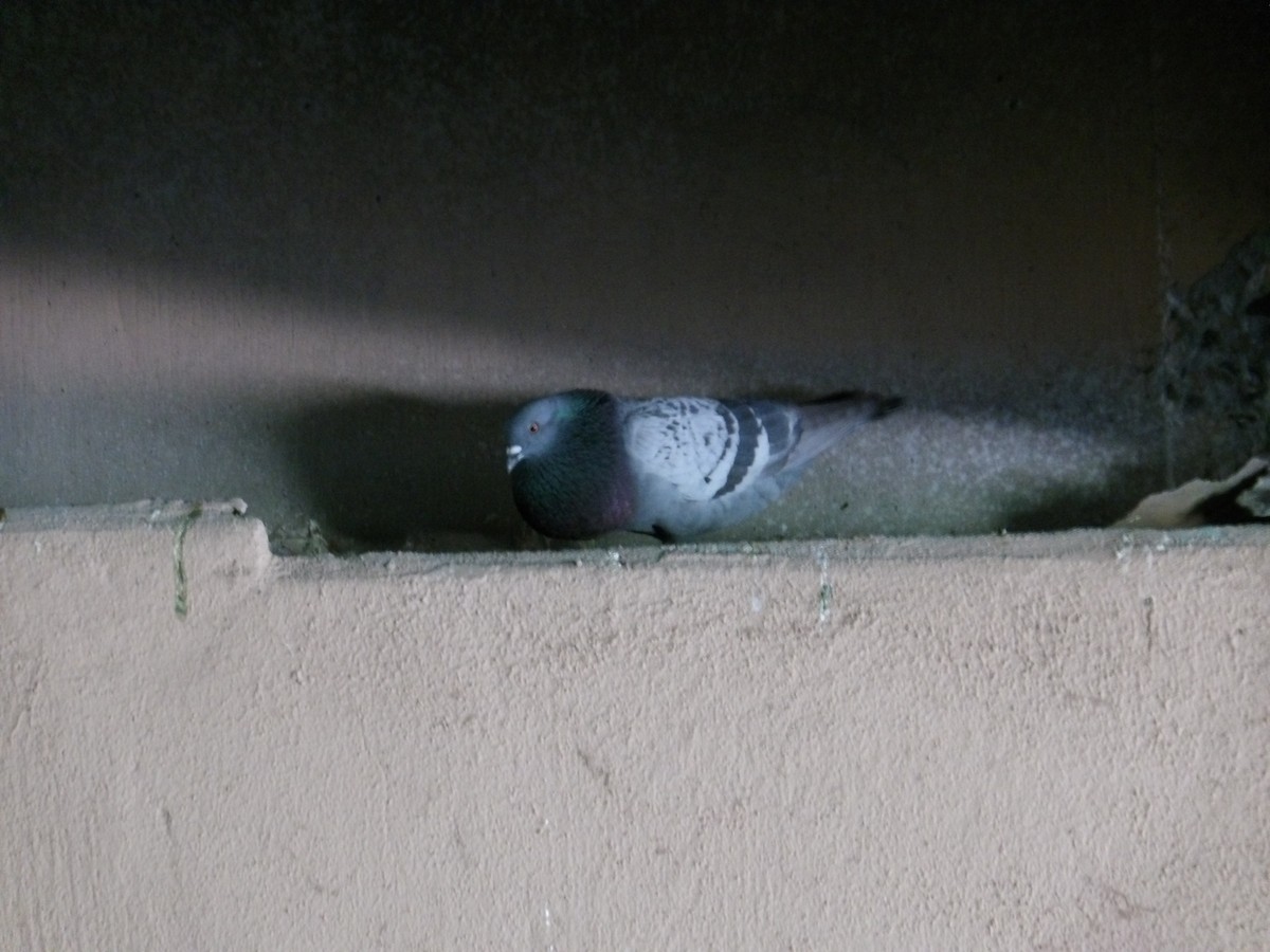 Rock Pigeon (Feral Pigeon) - ML619789536