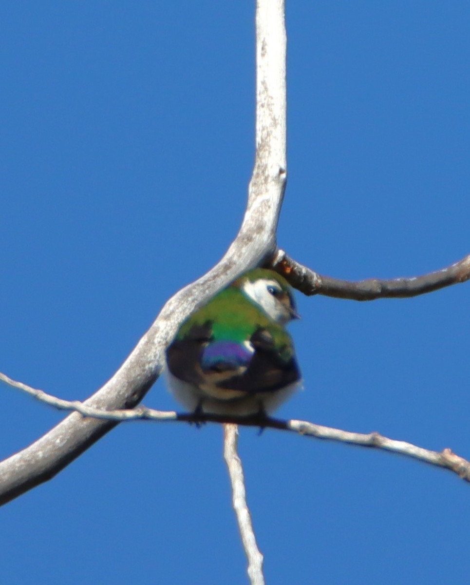 Violet-green Swallow - ML619789581