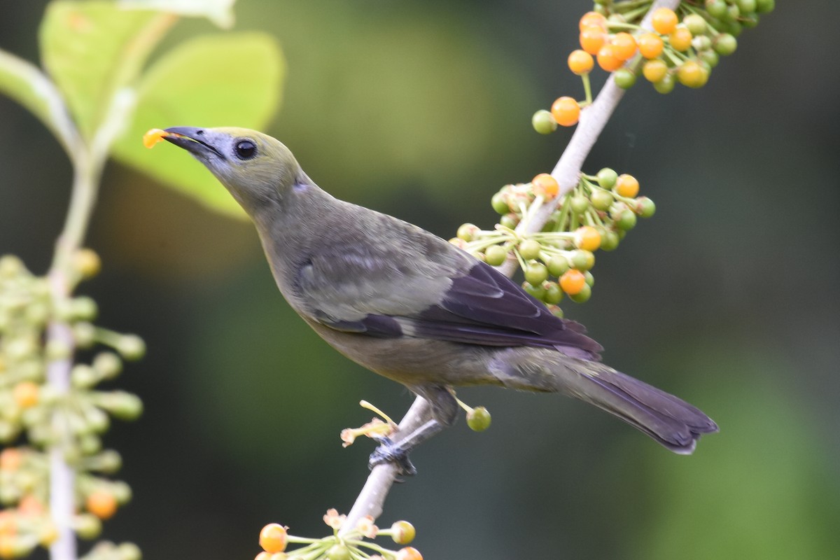 Palm Tanager - ML619789595