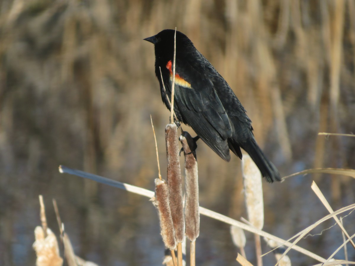 Red-winged Blackbird - ML619789612