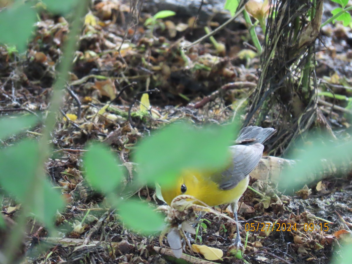 Prothonotary Warbler - ML619789639