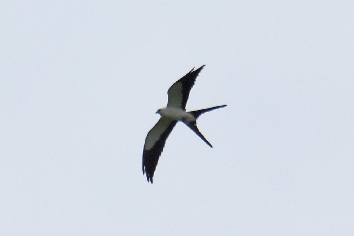 Swallow-tailed Kite - ML619789668